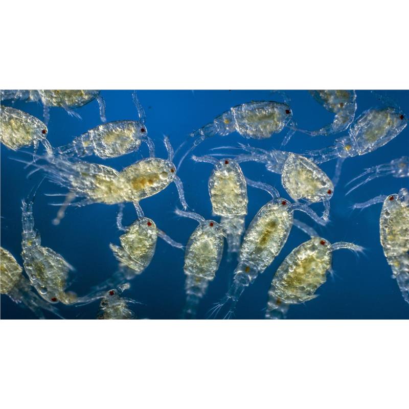 Rotiferi vii 25x90ml - imagine 5